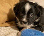 Puppy 5 Miniature Australian Shepherd