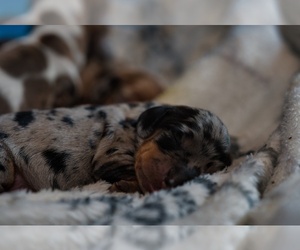 Dachshund Puppy for sale in NEVADA CITY, CA, USA