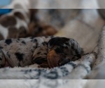 Image preview for Ad Listing. Nickname: Cookie