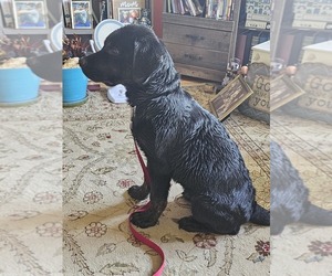 Labrottie Puppy for sale in ALTOONA, PA, USA