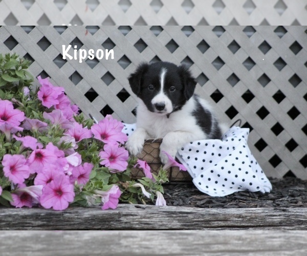 Medium Photo #2 Border Collie Puppy For Sale in BLOOMINGTON, WI, USA