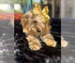 Small Photo #39 Goldendoodle mix (+ Poodle Miniature) Puppy For Sale in MENIFEE, CA, USA