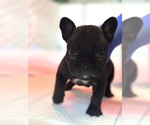 Puppy Cyrus French Bulldog