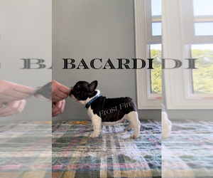 French Bulldog Dog for Adoption in LINDENTREE, Ohio USA