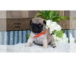 Small Photo #4 Pug Puppy For Sale in CLARE, MI, USA
