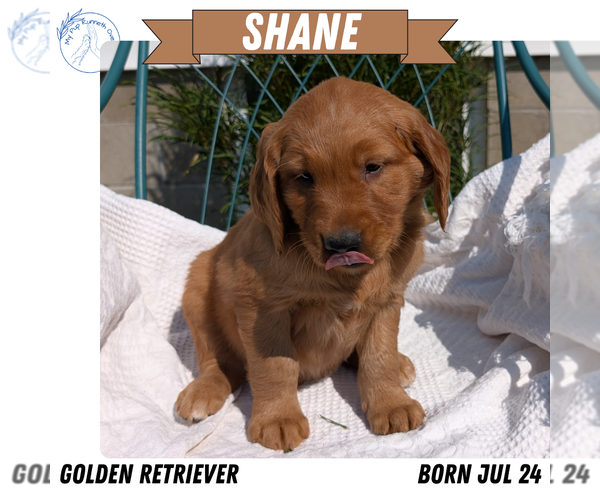 Medium Photo #89 Golden Retriever Puppy For Sale in GOSHEN, IN, USA