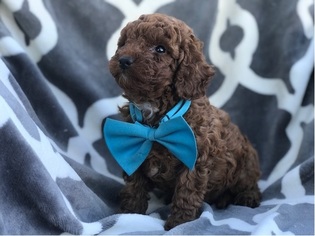 Poodle (Toy) Puppy for sale in ORANGE, CA, USA