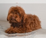 Small #2 Poodle (Toy)