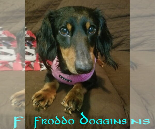 Medium Photo #5 Dachshund Puppy For Sale in San Antonio, TX, USA