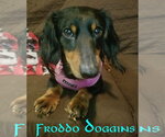 Small #4 Dachshund
