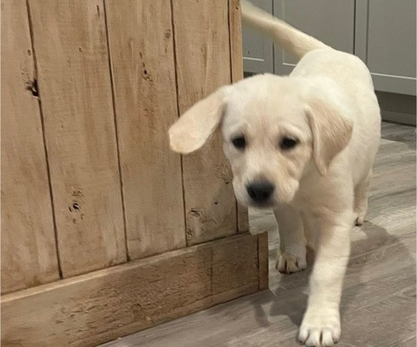 Medium Photo #4 English Cream Golden Retriever-Golden Labrador Mix Puppy For Sale in NEW BEDFORD, MA, USA