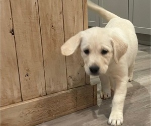 Medium English Cream Golden Retriever-Golden Labrador Mix
