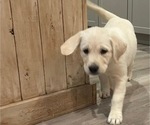 Puppy Goldy English Cream Golden Retriever-Golden Labrador Mix