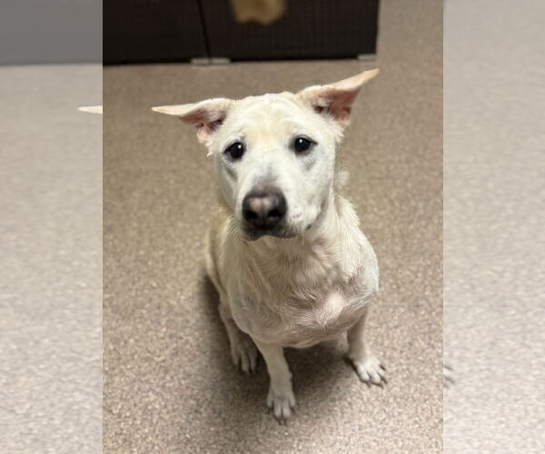 Medium Photo #4 Labrador Retriever-Unknown Mix Puppy For Sale in Sanford, FL, USA
