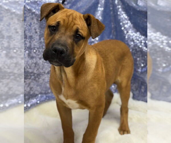 Medium Photo #1 Boxer-Unknown Mix Puppy For Sale in Canton, CT, USA