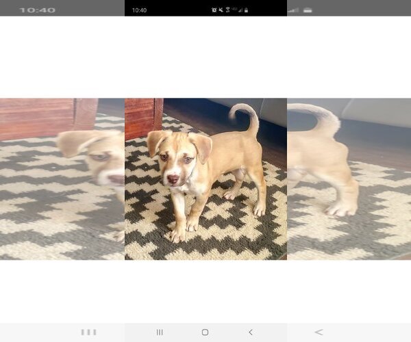 Medium Photo #13 American Pit Bull Terrier-Unknown Mix Puppy For Sale in Corona, CA, USA
