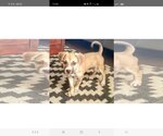 Small #12 American Pit Bull Terrier Mix