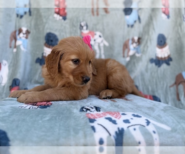 Medium Photo #3 Golden Retriever Puppy For Sale in LAKELAND, FL, USA