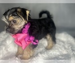 Small #1 Morkie