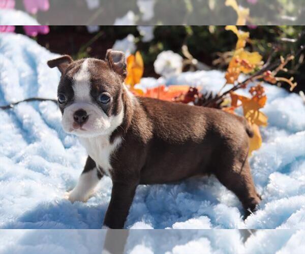 Medium Photo #3 Boston Terrier Puppy For Sale in ORO VALLEY, AZ, USA