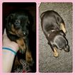 Small Photo #6 Doberman Pinscher Puppy For Sale in INWOOD, IN, USA