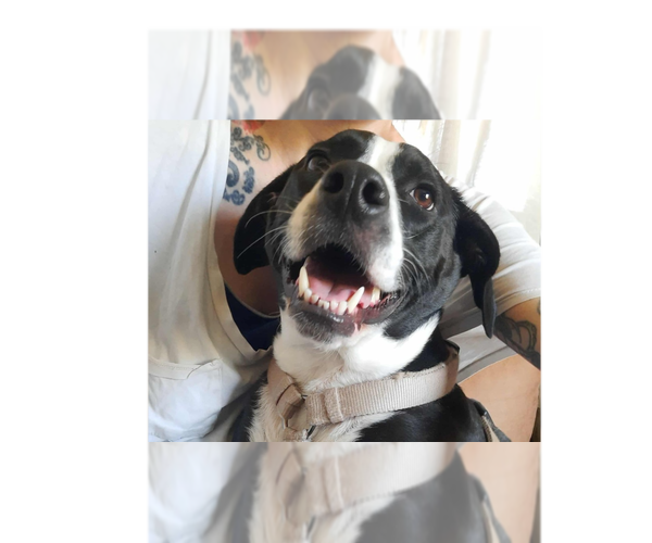 Medium Photo #6 Mutt Puppy For Sale in New York, NY, USA