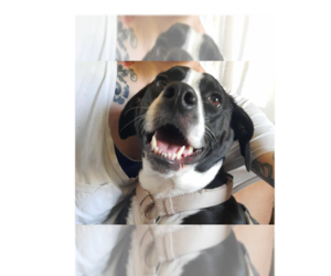 Cyle (TX) - Male Mutt Dog for Adoption - Photo #6