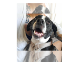 Small Photo #6 Mutt Puppy For Sale in New York, NY, USA