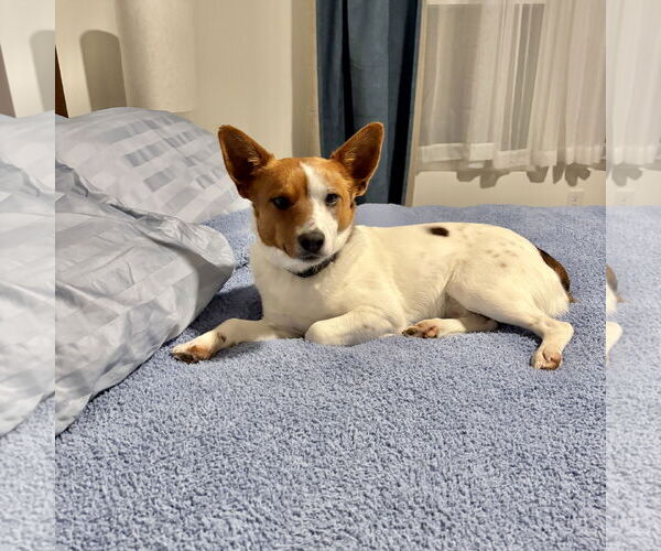 Medium Photo #2 Jack Russell Terrier Puppy For Sale in Alexandria, KY, USA