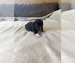 Small #1 American Staffordshire Terrier Mix