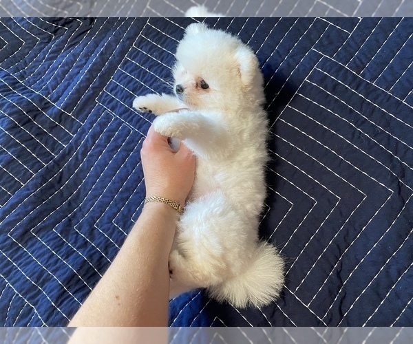 Medium Photo #6 Pomeranian Puppy For Sale in MARYSVILLE, WA, USA