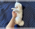 Small Photo #6 Pomeranian Puppy For Sale in MARYSVILLE, WA, USA