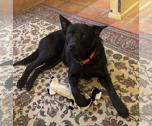 CHARLIE #28 - Male Rottweiler-Unknown Mix Dog for Adoption - Photo #2