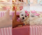 Small Maltese