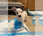 Small #4 Mutt