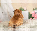 Small Photo #14 English Bulldog Puppy For Sale in WARSAW, IN, USA