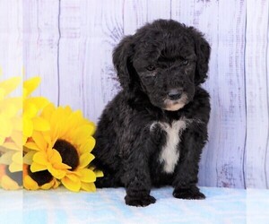 Poodle (Miniature)-Sheepadoodle Mix Puppy for sale in FREDERICKSBG, OH, USA