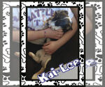 Small Photo #16 Cowboy Corgi Puppy For Sale in GALLEGOS, NM, USA