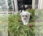 Small #3 Maltese