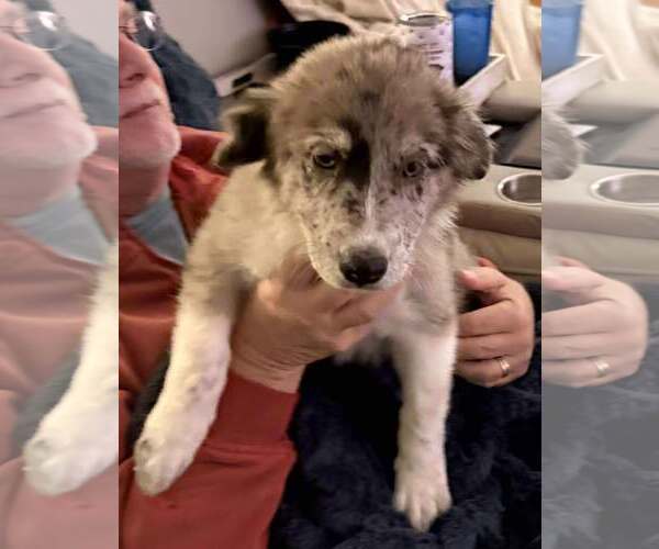 Medium Photo #2 Australian Shepherd-Unknown Mix Puppy For Sale in Mechanicsburg, PA, USA