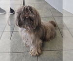 Small Shih Tzu