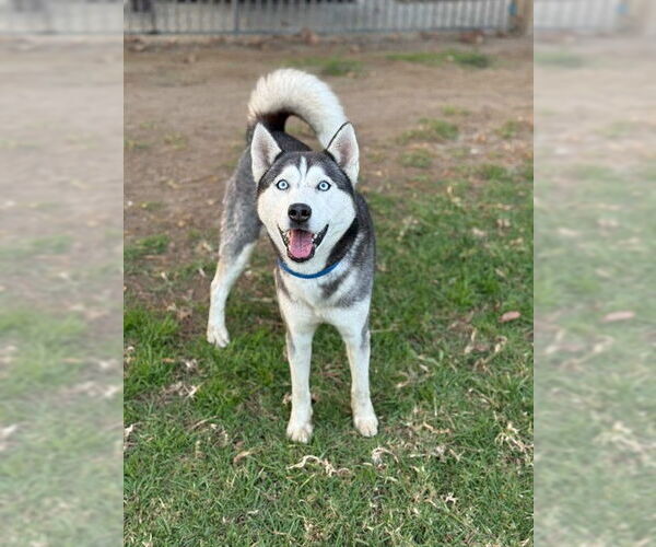 Medium Photo #1 Siberian Husky Puppy For Sale in Riverside, CA, USA