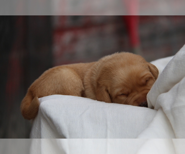Medium Photo #22 Labrador Retriever Puppy For Sale in HYDE PARK, VT, USA