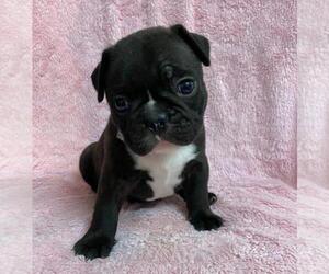 French Bulldog Puppy for sale in JOHNS ISLAND, SC, USA
