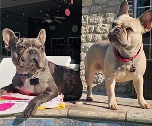 Mother of the French Bulldog puppies born on 07/10/2025