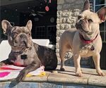 Small Photo #1 French Bulldog Puppy For Sale in BROKEN ARROW, OK, USA