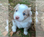 Puppy Lt Rd Merle Grl Miniature American Shepherd