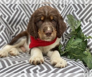 English Springer Spaniel Puppy for sale in CEDAR LANE, PA, USA