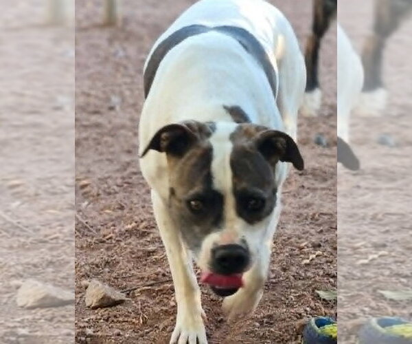 Medium Photo #4 Bull-Boxer Puppy For Sale in Chandler, AZ, USA
