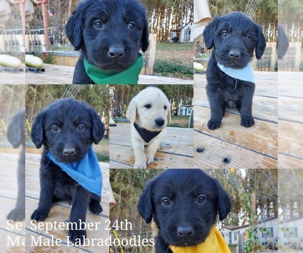 Medium Photo #4 Labradoodle Puppy For Sale in FAIR OAKS, CA, USA